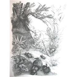 FABRE, J.- Henri.- Vie et moeurs des insectes...