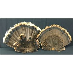 Pair of Turkey Tail Fans