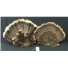 Image 2 : Pair of Turkey Tail Fans