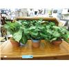 Image 1 : 3 Imitation plants in pots