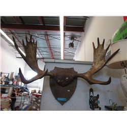 Mounted Moose Antlers