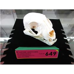 Small animal skull