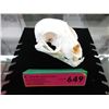 Image 1 : Small animal skull