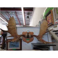 Set of 50" Moose horns