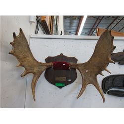 Pair of mounted Moose antlers