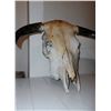 Image 1 : Cow Skull 22" From Tip to Tip of Horns