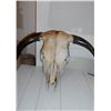 Image 3 : Cow Skull 22" From Tip to Tip of Horns