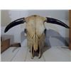 Image 4 : Cow Skull 22" From Tip to Tip of Horns