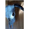Image 1 : Cow Skull 29" From Tip to Tip of Horns