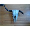 Image 2 : Cow Skull 29" From Tip to Tip of Horns