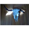 Image 3 : Cow Skull 29" From Tip to Tip of Horns
