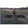 Image 2 : 2-Day Rio Grande Wild Turkey and Javelina Hunt for Two YOUTH or LADY Hunters in Texas