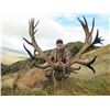 Image 2 : 4-Day Red Stag Hunt for One Hunter and One Non-Hunter in New Zealand - Includes Trophy Fee - Cardron