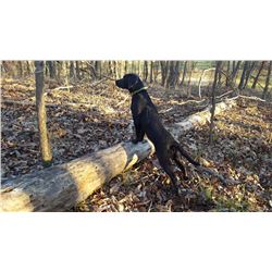 Labrador Puppy from Western Star Kennels PLUS Year Supply of Dog Food