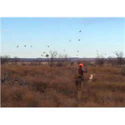 2-Day Quail Hunt for Three Hunters in Texas - Rolling Plains Quail Research Ranch