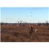 Image 1 : 2-Day Quail Hunt for Three Hunters in Texas - Rolling Plains Quail Research Ranch