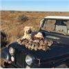 Image 2 : 2-Day Quail Hunt for Three Hunters in Texas - Rolling Plains Quail Research Ranch
