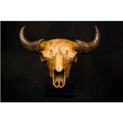 “Red Thunder” ½ Life-size Bison Skull Bronze with Stand by Dick Idol