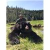 Image 1 : 5-Day Vancouver Island Coastal Black Bear Hunt for One Hunter