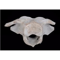 Whale Bone Carving of a Walrus 22" W. 12" H.  Good Condition NOT ALLOWED TO SHIP OUTSIDE CANADA