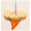 Image 1 : #38-REAL SHARK TOOTH