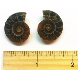 PAIR OF MATCHED AMMOLITE FOSSIL SPECIMENS