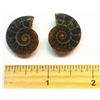 Image 1 : PAIR OF MATCHED AMMOLITE FOSSIL SPECIMENS