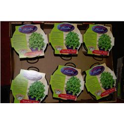 6 BASKETS OF SWEET BASIL HERBS