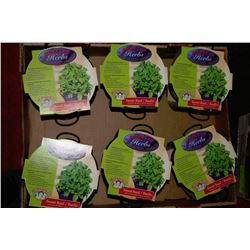 6 BASKETS OF SWEET BASIL HERBS