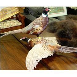 LOT OF 2 TAXIDERMY PHEASANTS