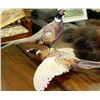 Image 1 : LOT OF 2 TAXIDERMY PHEASANTS