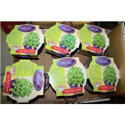 6 BASKETS OF SWEET BASIL HERBS