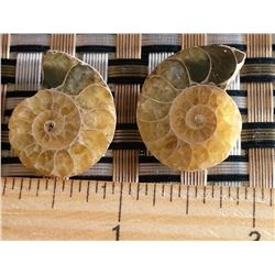 MATCHED SET OF LIGHT AMMOLITE FOSSIL SPECIMENS