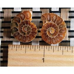 MATCHED SET OF DARKER AMMOLITE FOSSIL SPECIMENS