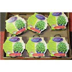 6 BUCKETS OF HERBS - SWEET BASIL