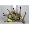 Image 1 : FAUX BEAR DESIGN ANTLER DISPLAY ORNAMENT
