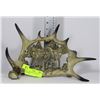 Image 1 : FAUX WOLF DESIGN ANTLER DISPLAY ORNAMENT