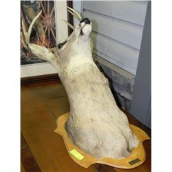 4 POINT BUCK WALL MOUNT