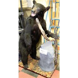 TAXIDERMY MOUNTED BEAR