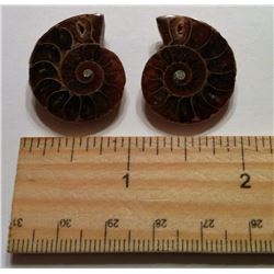 MATCHED SET OF AMMOLITE FOSSILS