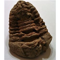 NATURAL TRIBOLITE FOSSIL