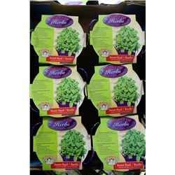 6-BASKETS OF SWEET BASIL HERBS