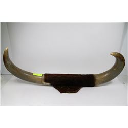 MOUNTED BULL HORNS
