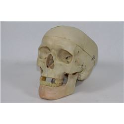 REPLICA HUMAN SKULL