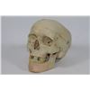 Image 1 : REPLICA HUMAN SKULL