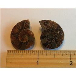 MATCHED SET OF NATURAL AMMOLITE SPECIMENS