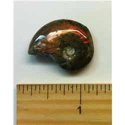NATURAL AMMOLITE SPECIMEN