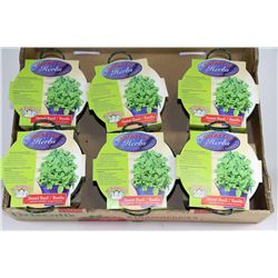 6 BUCKETS OF HERBS - SWEET BASIL