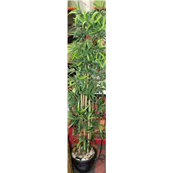 ARTIFICIAL BAMBOO TREE APPROX 6' TALL