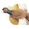 Image 2 : Pheasant Taxidermy Mount